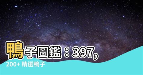 鴨子的圖片|1,206,851 個「鴨子」相關素材，包含圖片、庫存照片。